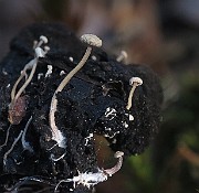 IMG_7551