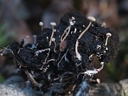 IMG_7552