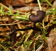 IMG_0088