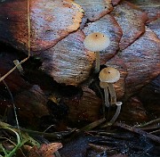IMG_6061
