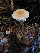 IMG_6061b