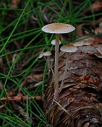 IMG_6062