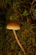IMG_0478