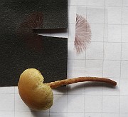 IMG_x0273