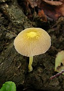 IMG_5921