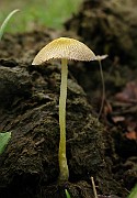 IMG_5925
