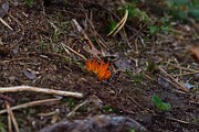 IMG_0618
