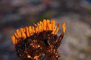 IMG_0705