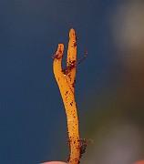 IMG_0706