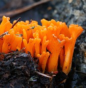 IMG_0911