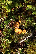 IMG_0283