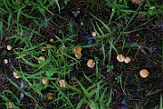 IMG_0554