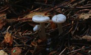 IMG_6074