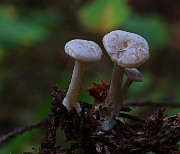 IMG_6075