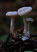 IMG_6076
