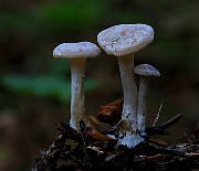 IMG_6078