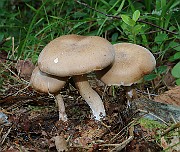 IMG_1551