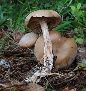 IMG_1555