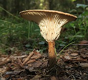 IMG_0082