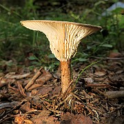 IMG_0083