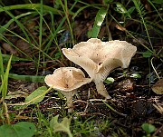 IMG_0878