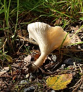 IMG_0882