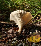 IMG_0883