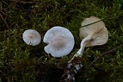 IMG_9310