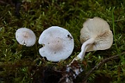 IMG_9311