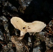 IMG_1304