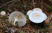 IMG_6253