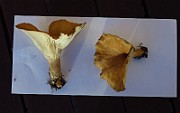 IMG_2826