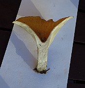 IMG_2829