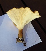IMG_2831