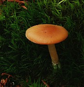 IMG_6138