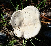 IMG_1299