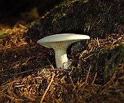 IMG_2233