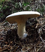 IMG_2238