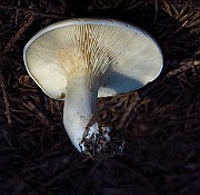 IMG_2240