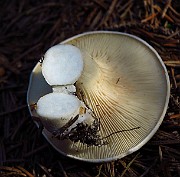IMG_2241