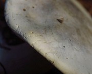 IMG_2243