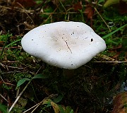 IMG_2261