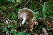IMG_2263