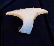 IMG_2330