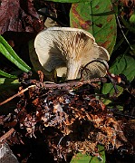 IMG_5970