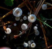 IMG_1134