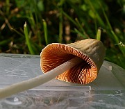 IMG_1611