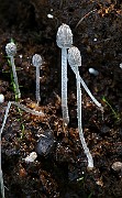 IMG_1078