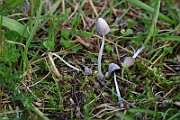 IMG_0558