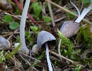 IMG_0558b
